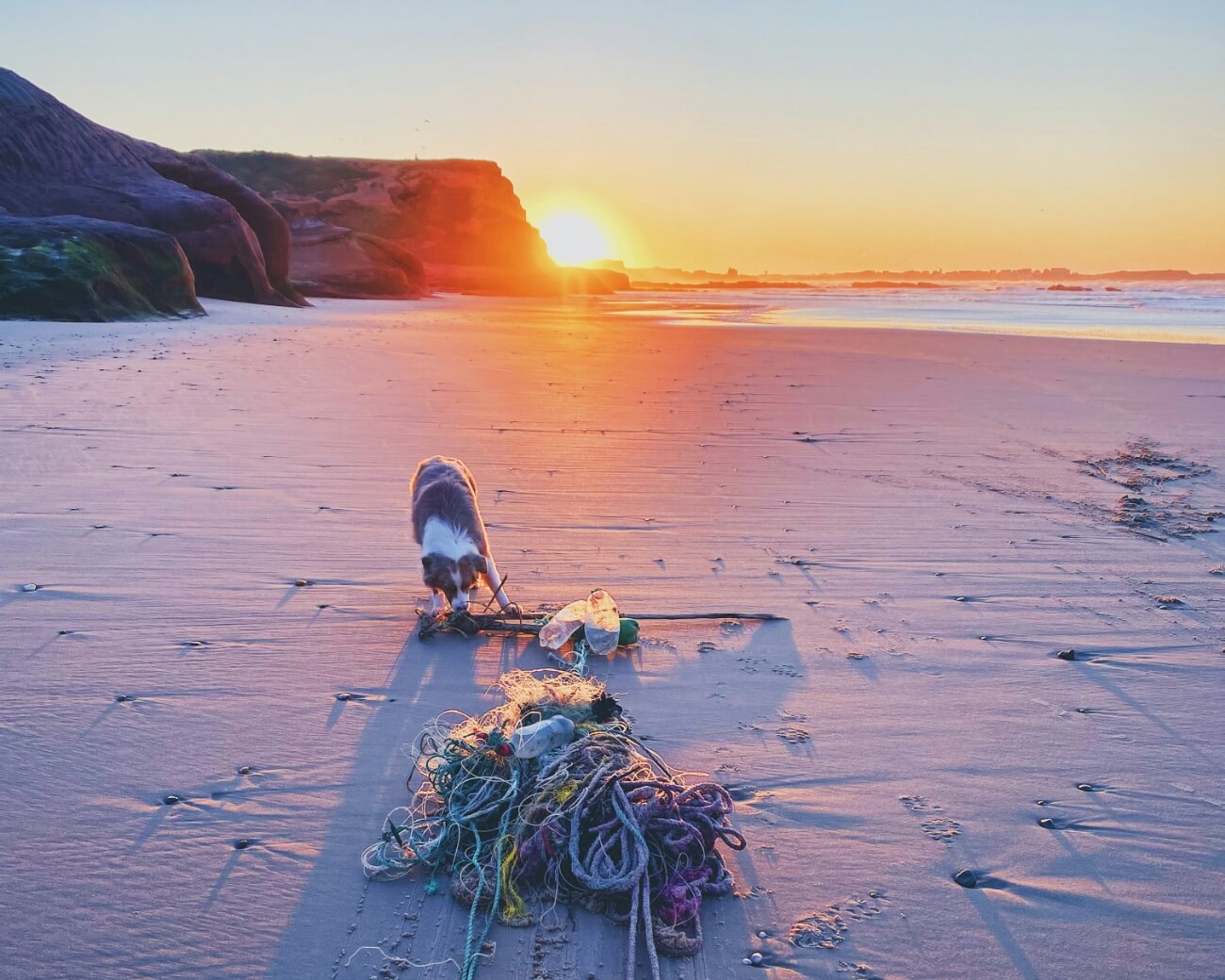 Click to read more about Green Travel featuring a dog on a beach. 